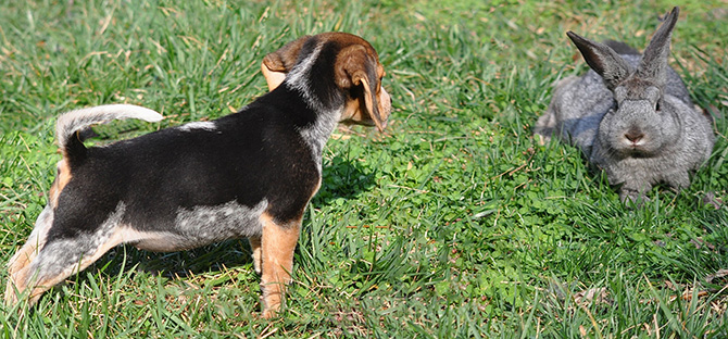 beagle hunting dog